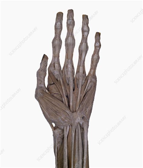 Image result for Human Dissection Tutorial