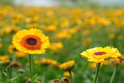 Jetzt noch Sommerblumen säen
