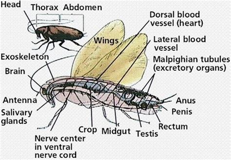 Dissection of Cockroach 的图像结果