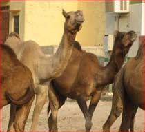 how to reach bikaner,site of bikaner camel fest - Festivals Of India