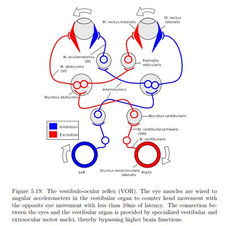 The Physiology of Human Vision - Zoology Optional Notes for UPSC PDF ...