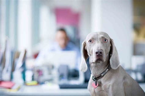 Bloat In Dogs: A True Pet Emergency | Summeridge Animal Clinic