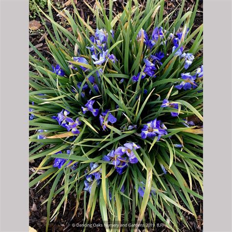 Iris lazica, Lazistan Iris – Dancing Oaks Nursery and Gardens