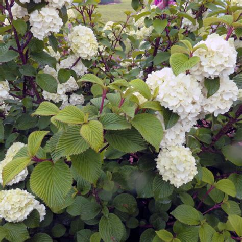 Viburnum Plicatum Opening Day Doublefile Viburnum | SiteOne