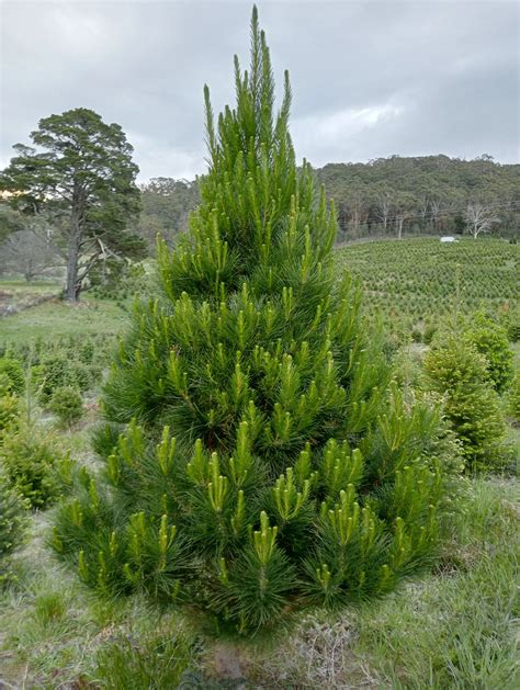 Radiata pine — Spruced Christmas Trees