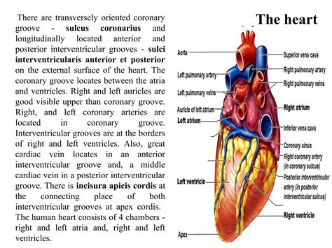 Heart and pericardium. Vascularization and innervation of heart ...