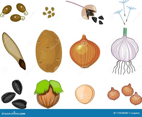 Seed And Bulb Difference at Conrad Cooper blog