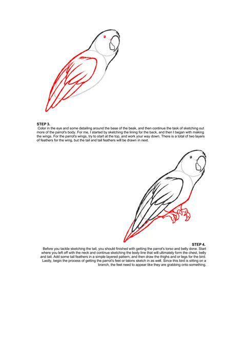 Image result for How to Draw a Parrot Two