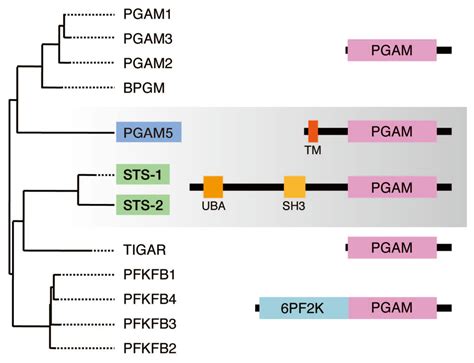 Atypical Protein Phosphatases: Emerging Players in Cellular Signaling