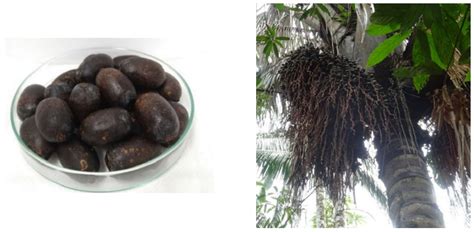Antioxidant, Antiproliferative and Anti-Enzymatic Capacities ...