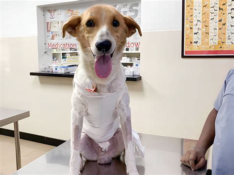 CSR | Veterinary Care by DLF Foundation