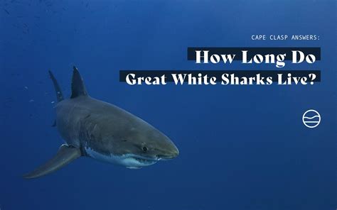 Great White Shark Lifespan