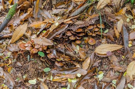 Image result for Microhabitat Examples