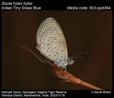 Zizula hylax hylax | Butterfly