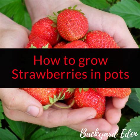 How to grow Strawberries in pots - Backyard Eden