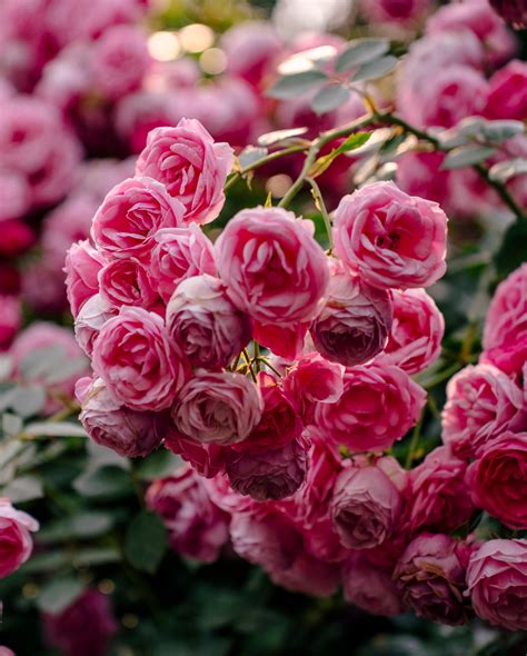 9 Plants You Should Prune in January for Stronger, Healthier Spring Growth