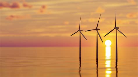 What Fish Can We Expect to See at the East Coast's Offshore Wind Farms ...