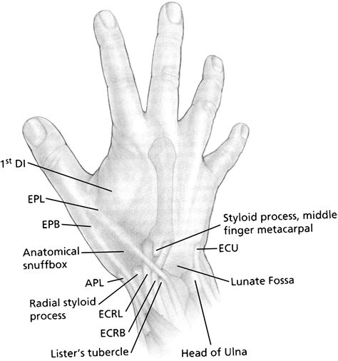 Wrist Anatomy and Surgical Approaches - Hand Clinics