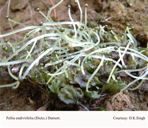 ENVIS Center on Floral Biodiversity