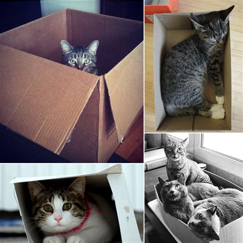 Cats in Cardboard Boxes | POPSUGAR Pets