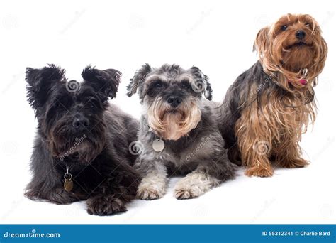Three Different Types of Terriers Sitting Together Stock Image - Image ...