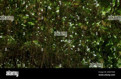 Image result for Tree Root Bridge