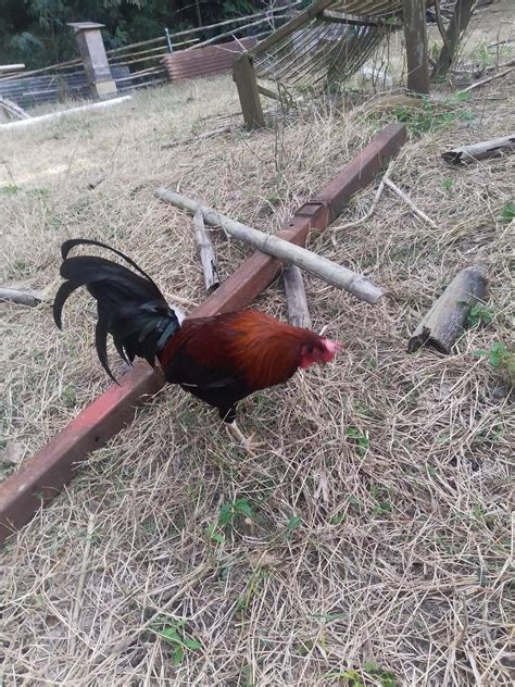 alas poor yorick, I knew him well. : r/chickens