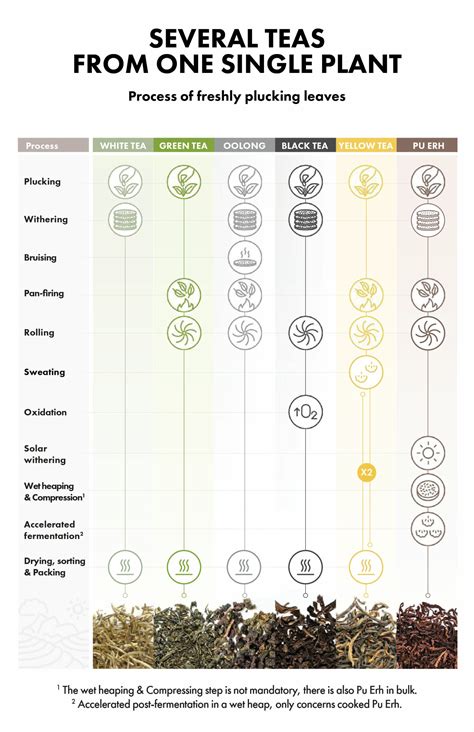 Camellia Sinensis: Tea plant varieties | Alveus