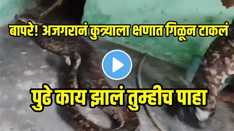 Image result for Massive Python Swallows Human