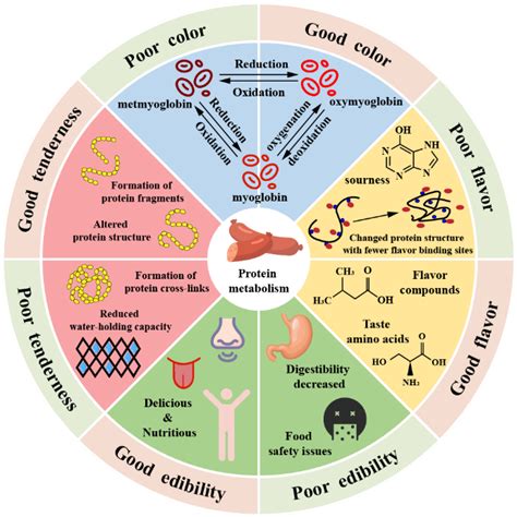 The Changes Occurring in Proteins during Processing and Storage of ...
