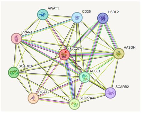 AI-Based Homology Modelling of Fatty Acid Transport Protein 1 Using ...
