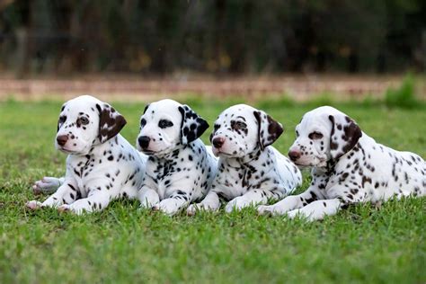 101 Dalmatians Puppies