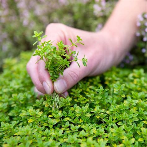 50 Green Creeping Thyme Seeds - Welldales
