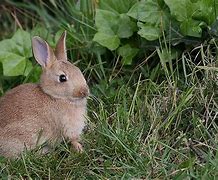 Image result for Real Baby Bunny