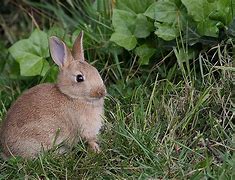 Image result for Just Born Baby Bunny