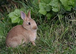 Image result for Brown Baby Bunny