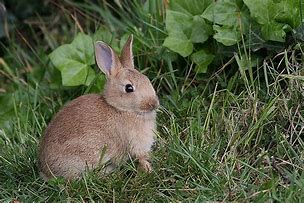 Image result for Baby Bunny Art Print