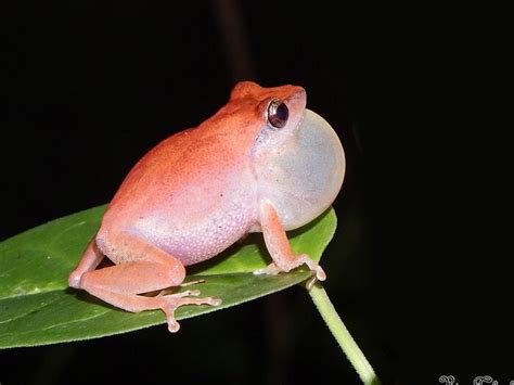 why do frogs inflate their throat and why they are called as bubble ...