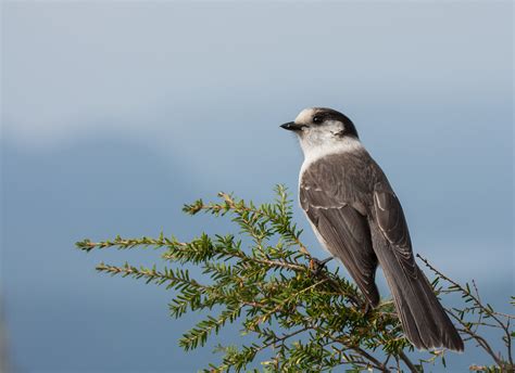 Meet our national bird: the gray jay | Canadian Geographic