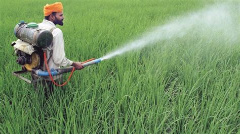 Govt agencies flout own pest control norms, encougarge farmers to use ...