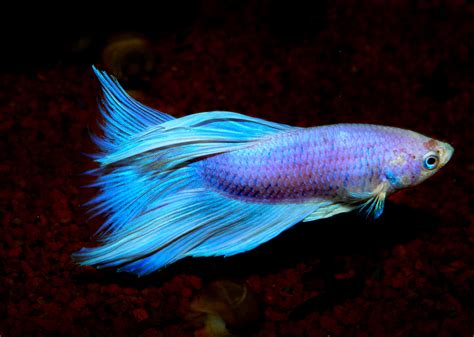 Betta Splendens, Siamese Fighting Fish