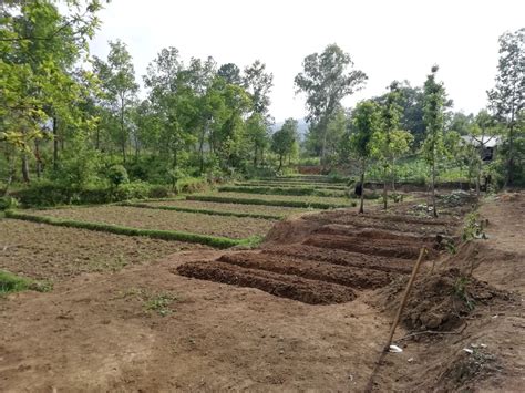 Organic farming on Bhut Jolokia ( 0u0 moROK ) | SheStrong Association ...