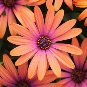 VibeX ™ NBRI-71-Osteospermum Flower Seeds - Orange Seed Price in India ...