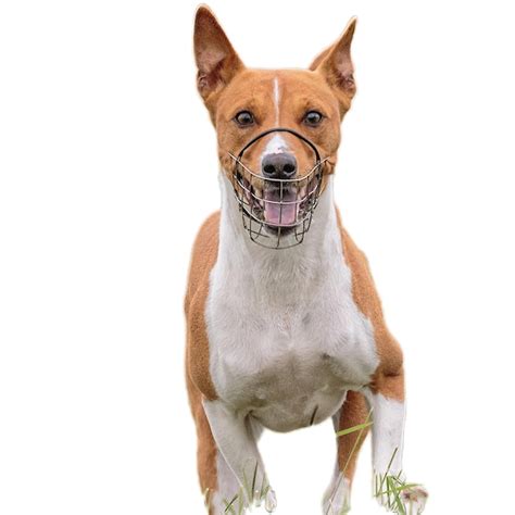 Dog running straight on camera isolated on white background at full ...