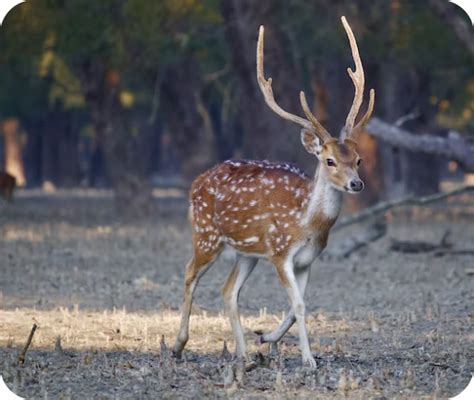 Guindy National Park