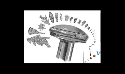 Diversity Restated: >99.9% of Global Species in Soil Biota[v1 ...