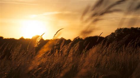 Wallpaper reeds, ears, field, sunset, nature, landscape hd, picture, image