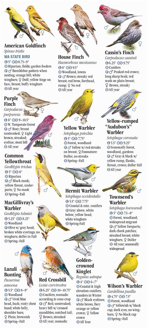 Different Types Of Birds In Washington State at Hazel Anderson blog