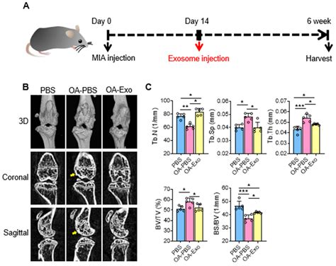 Dental Pulp Stem Cell-Derived Exosomes Alleviate Mice Knee ...
