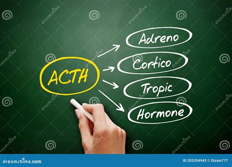 ACTH Adrenocorticotropic Hormone - Polypeptide Tropic Hormone Produced ...